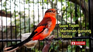 Download lagu MANTENAN GUNUNG BETINA GACOR mp3 Download lagu MANTENAN GUNUNG BETINA GACOR mp3