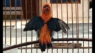 Download lagu SUARA KEMADE Ini Paling Dicari , Kicauan Burung CABE Cabean GACOR Vol Lantang & JERNIH mp3