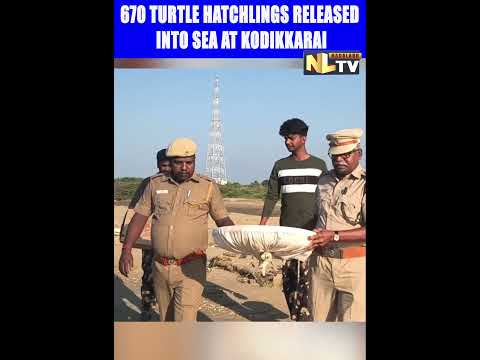 670 TURTLE HATCHLINGS RELEASED INTO SEA AT KODIKKARAI