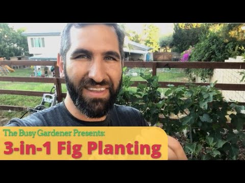 Backyard Fig Trees - Quick Look
