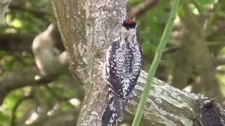 preview picture of video 'Yellow-bellied sapsucker female. South Padre Island'