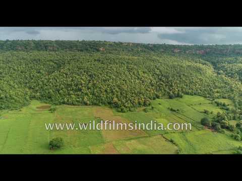 Deep forest of Vindhya Range, village cultivation at edges | Panna National Park
