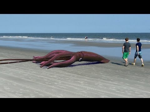 Giant Squid