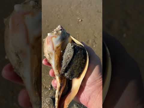 Conch Soaking Up The Sun! #conch #beach #sun