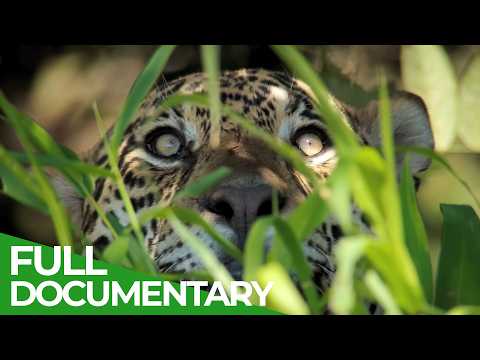 Wild Brazil A Land of Two Worlds