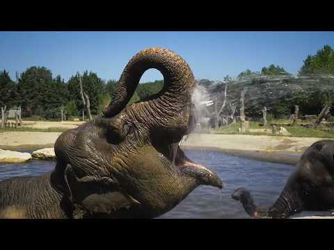 Le zoo du Pal, le parc animalier où les animaux sont rois