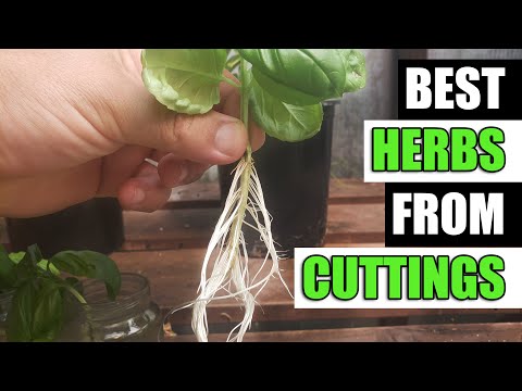 How To Grow Rosemary From Cuttings Two Ways BOTH Easy