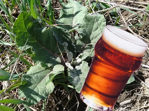 Brewing Bush Mead / Dandelion-Burdock Beer