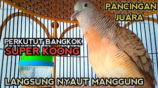 Download lagu PANCINGAN PERKUTUT BANGKOK SUPER AMPUH - PERKUTUT BANGKOK GACOR JUARA (Suara Kung) mp3