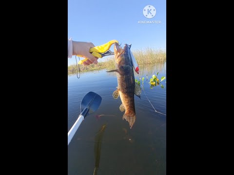 PESCA EN KAYAK POR EL BATEL #TARARIRAS #SANTAROSA #CORRIENTES