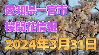 愛知県一宮市桜開花状況2024年3月31日
