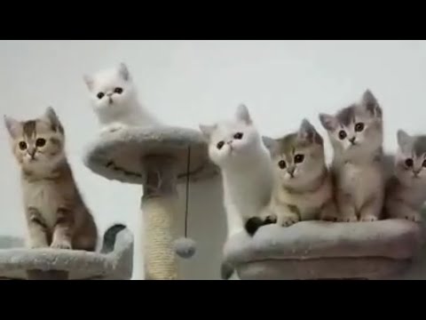 Cute cats playing compilation for laugh 😆 🐈😻