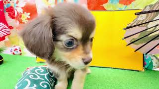 ハーフ犬の動画01