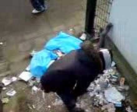 zwervers in container in capelle aan den ijssel