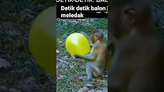 Download lagu Monyet terkejut mp3