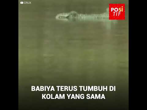 Babiya satu satunya buaya vegetarian di dunia yang dibesarkan di kuil Hindu