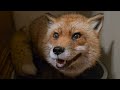 Finnegan Fox Yells At Me And Wants To Fight