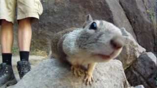 preview picture of video 'Funny Squirrel Close up #01 - at Vernal Fall, Yosemite Valley - GoPro Hero2 Full HD'