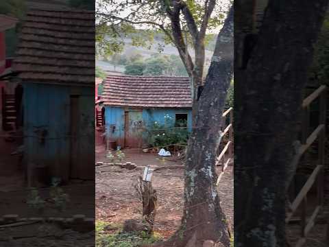 Interior do Paraná ivaipora #roca