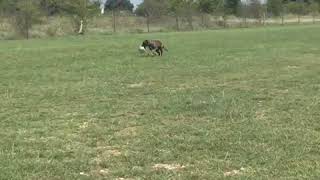 Treeing Tennessee Brindle Puppies Videos