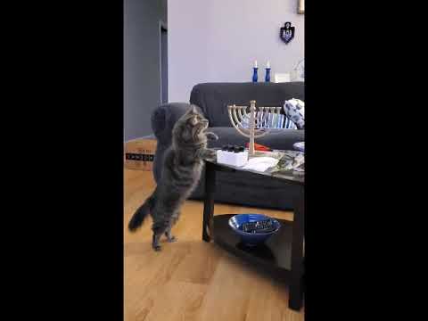 Hanukkah Cat
