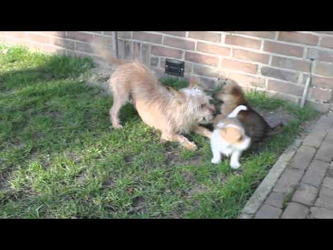 Podengo Português Pequeno Wired Hair