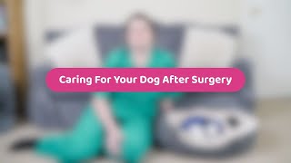 Caring For Your Dog After Surgery | Pet Health Advice