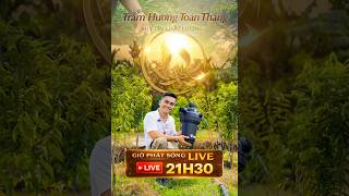 Download lagu Trầm Hương Toàn Thắng Đang Phát Trực Tiếp 21H30 - Agarwood mp3 Download lagu Trầm Hương Toàn Thắng Đang Phát Trực Tiếp 21H30 - Agarwood mp3