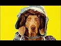 Opening Closing To William Wegman S Mother Goose 1997 VHS