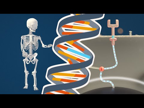 Bone Growth in Achondroplasia