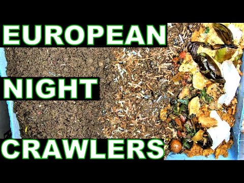 European Nightcrawlers Working the Wedge System