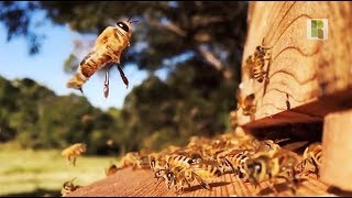 Miniatura do vídeo