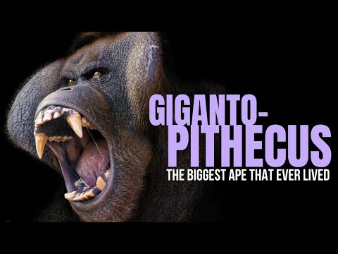 Gigantopithecus the biggest ape that ever lived – anthroholmes