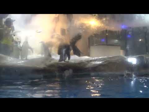 86th Video - Peculiar Penguins At Ocean Park