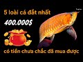 5 LOÀI CÁ SIÊU ĐẮT...CÓ TIỀN CŨNG KHÓ ĐỂ MUA ĐƯỢC