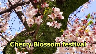 preview picture of video 'JAPAN TRIP －  春 桜 満開 桜祭り 花見 Spring cherry Blossom Festival flower viewing'