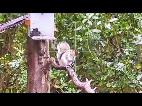 Squirrel Hunting in 50mph Winds!!