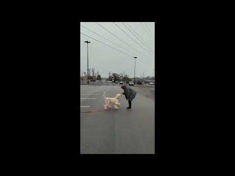 WMK9-Well Mannered K9 LLC video.