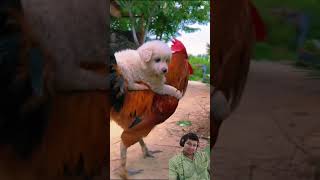 MOMENTOS DIVERTIDOS CON PERROS #5 #dogtricks #doglover #perrosgraciosos