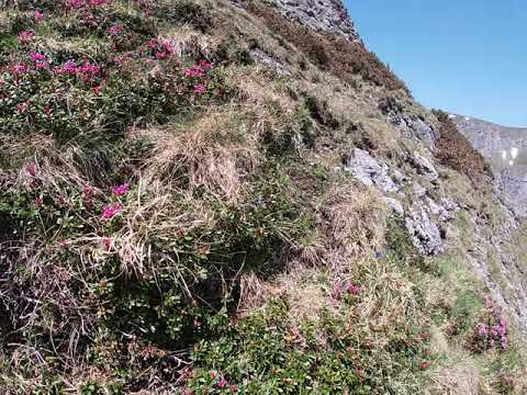 BRÂNA VĂII ALBE DIN BUCEGI