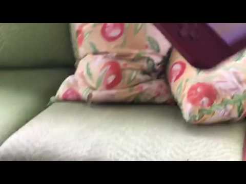 Harley Quinn and G-bomb plays team Kirby clash part 1