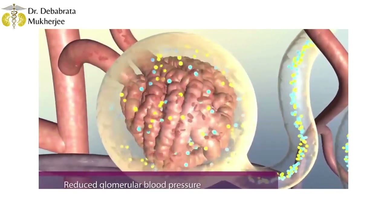 How Do the Human Kidneys Function?