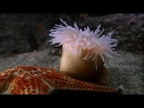 Cnidarians - Anemone Swims Away from Sea Star