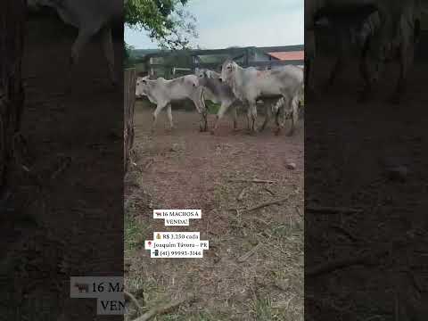 🔥 16 MACHOS POR R$ 3.250 CADA! OFERTA EM JOAQUIM TÁVORA-PR 🐂 #gado #pecuarista #fazenda #nelore