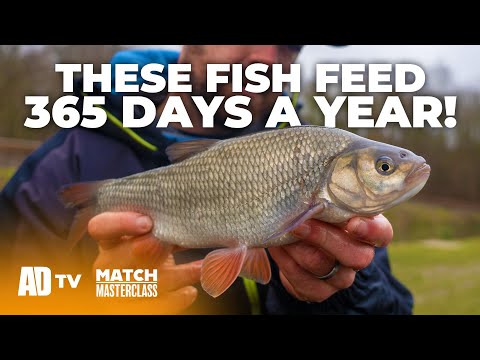 Match Masterclass – IDE Fishing