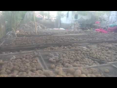 Tutorial baru.Pembibitan porang dari umbi besar .