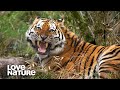 Starving Tiger Mom Pulls Off EPIC Ambush to Feed Cubs | Love Nature