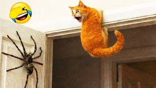 🤣 100%笑える！最高におもしろい猫動画！🐈😹パート 14