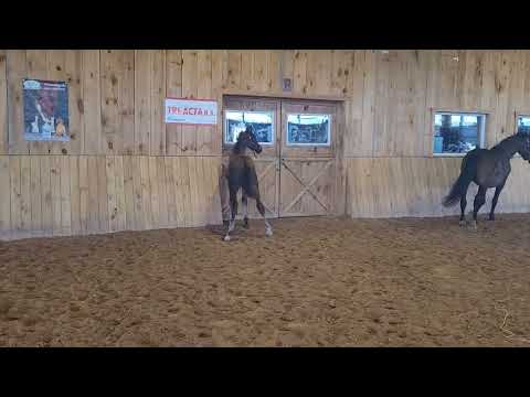 Cadeau Noir x Jovian x Desperado N.O.P Colt