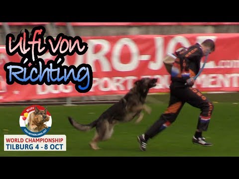 WUSV 2017 Lhor Ziskant Ulfi von Richting Weg C Protection